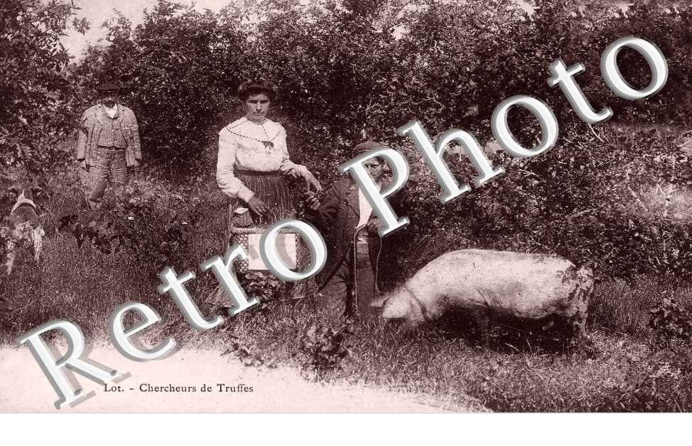 chercheurs de  truffes