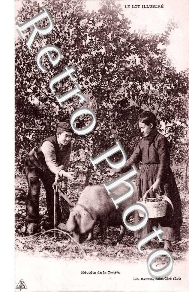 recolte de la truffe