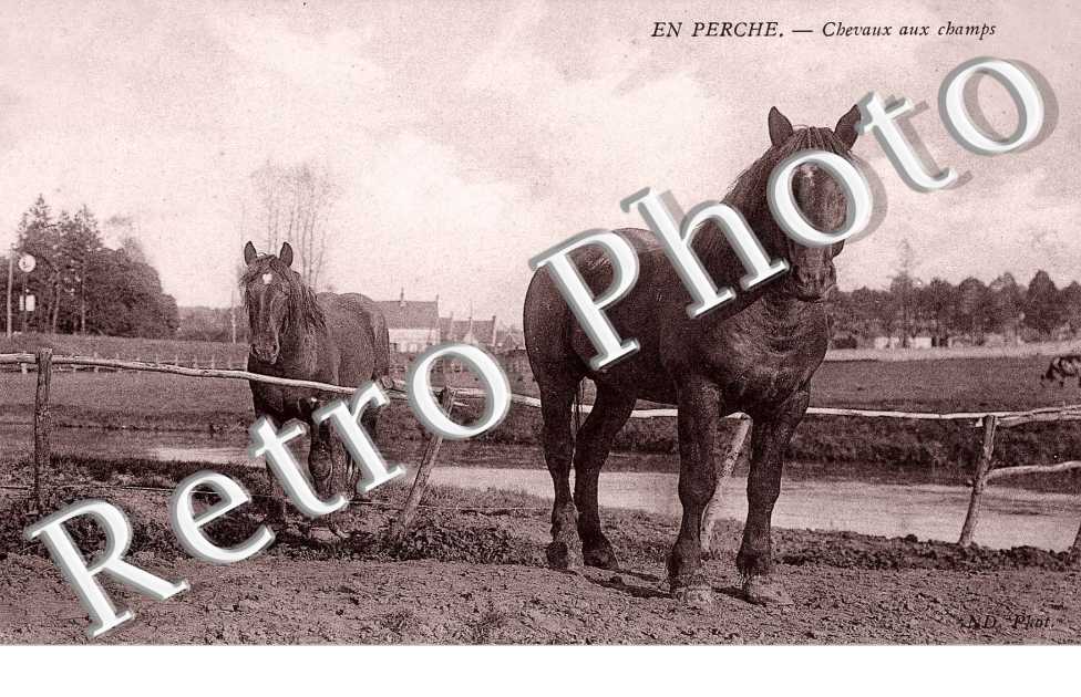 Chevaux aux champs
