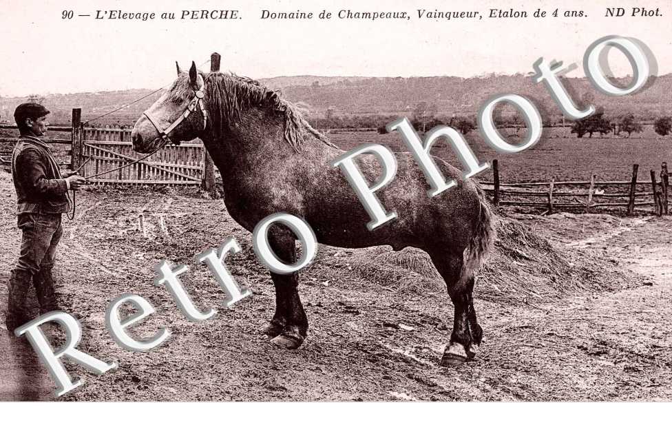 Domaine de Champeaux Vainqueur etalon de 4 ans