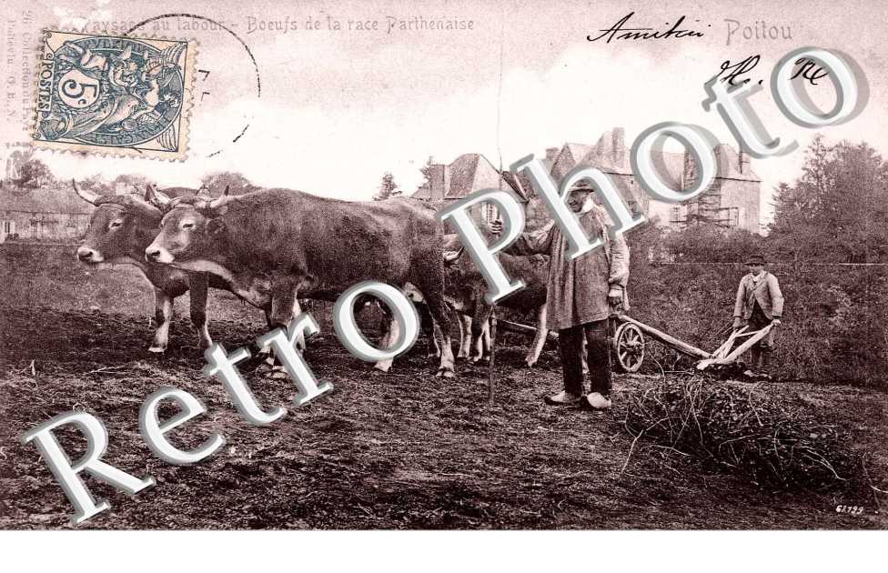 Boeufs de la race Parthenaise