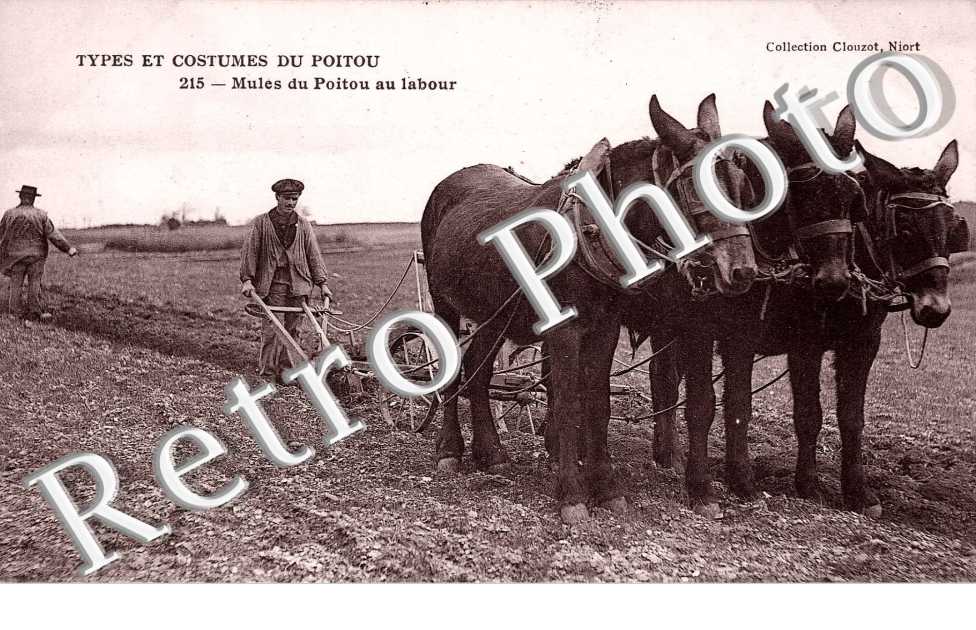 Mules du Poitou au labour