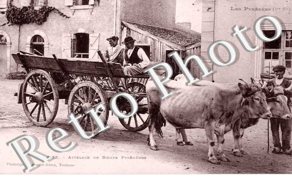 Attelage de Boeufs