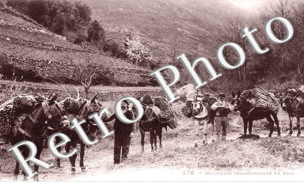 les muletiers transporteurs de bois
