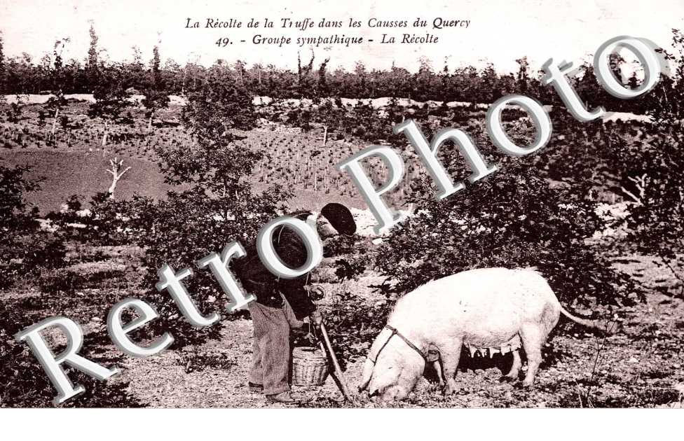 la recolte de la Truffe dans les causses du Quercy