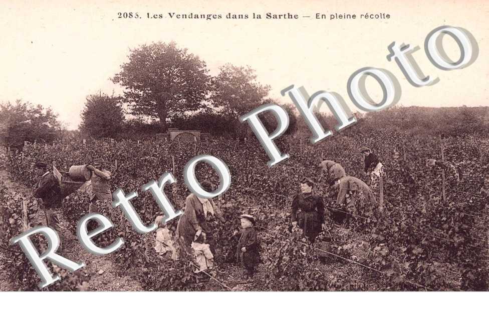 En pleine recolte