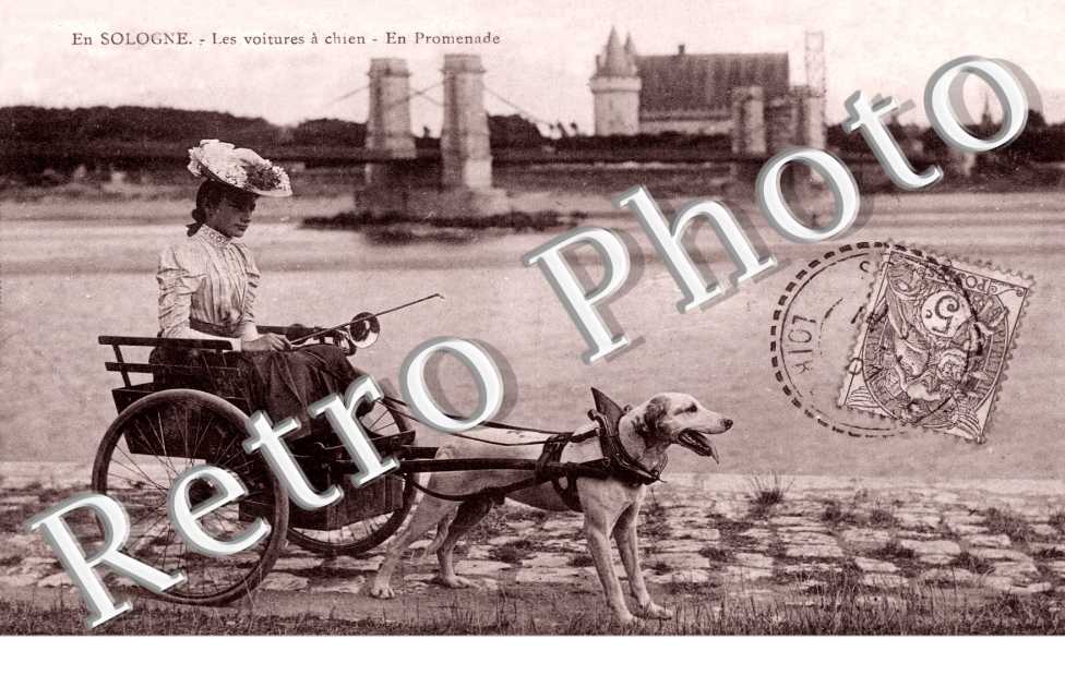 les voitures a chien
