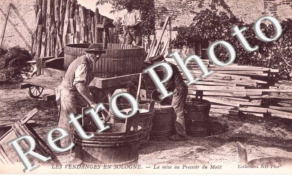 la mise au pressoir du mout