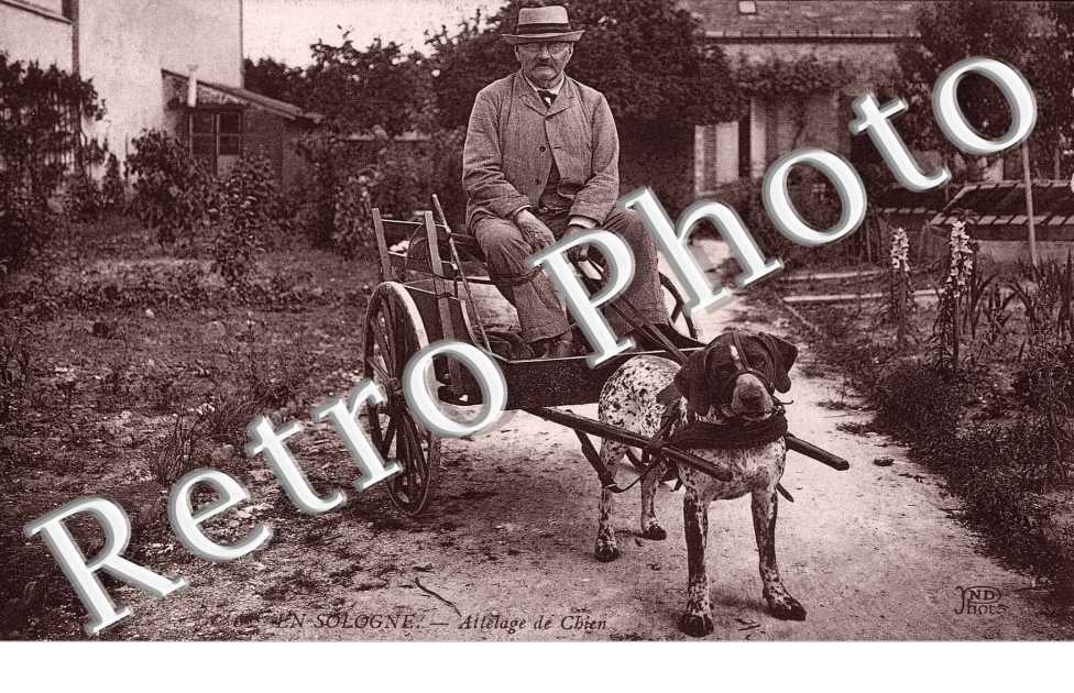 Attelage de Chien