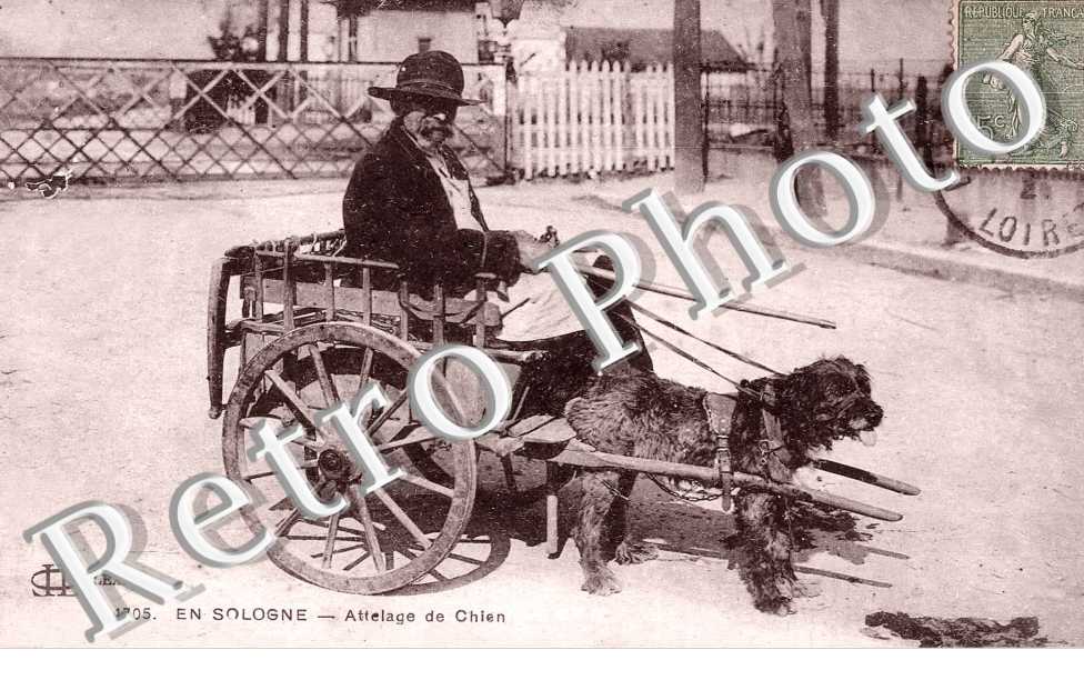 Attelage de Chien