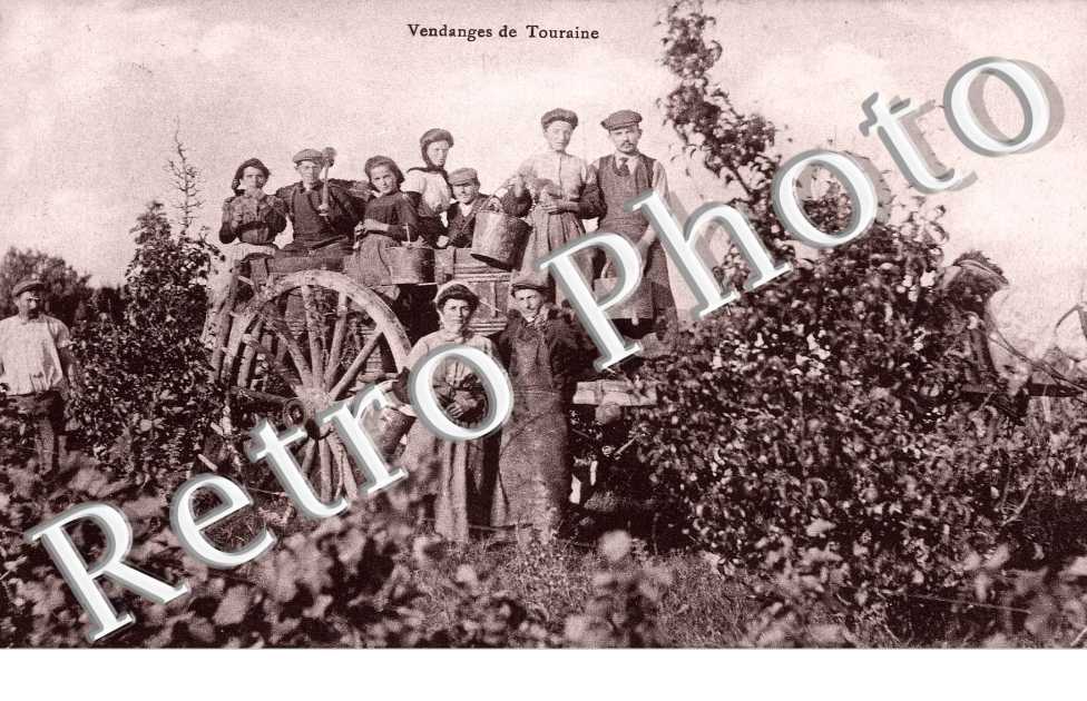 vendanges
