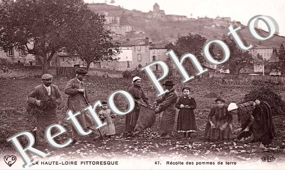 Recolte des pommes de terre