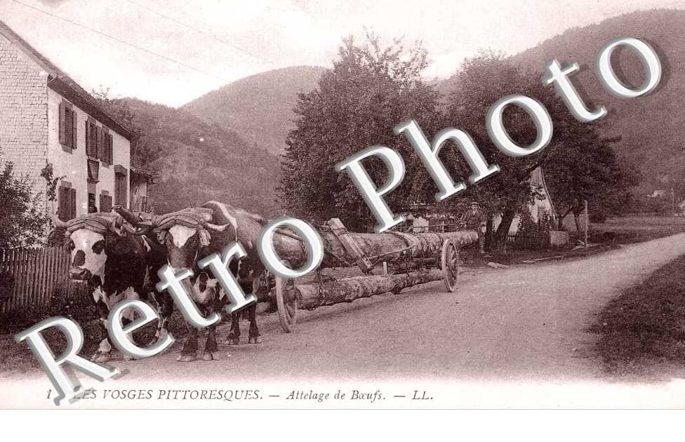 Attelage de Boeufs
