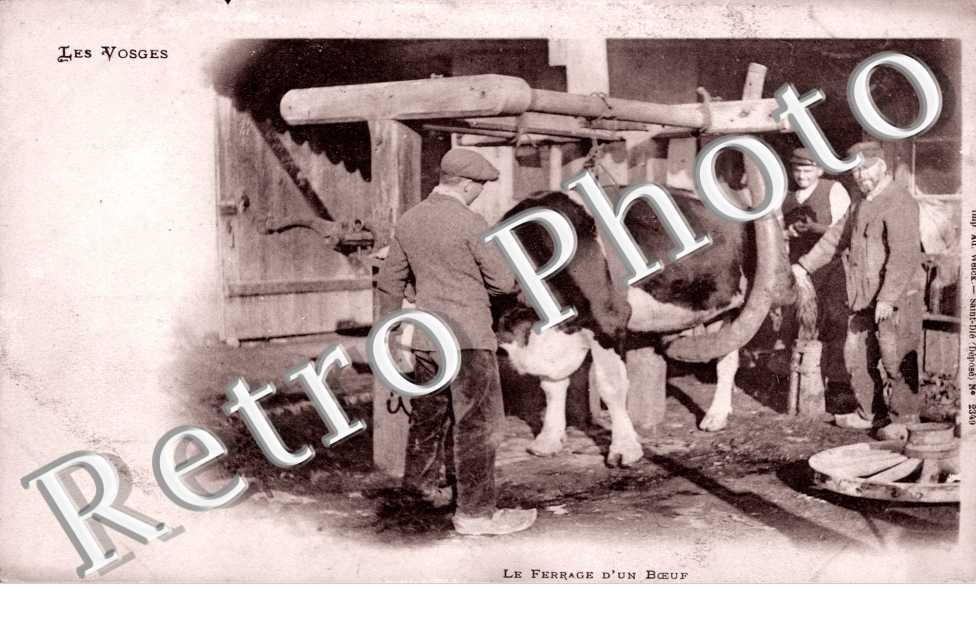Le ferrage d'un boeuf