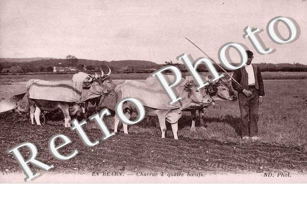 charrue a quatre boeufs