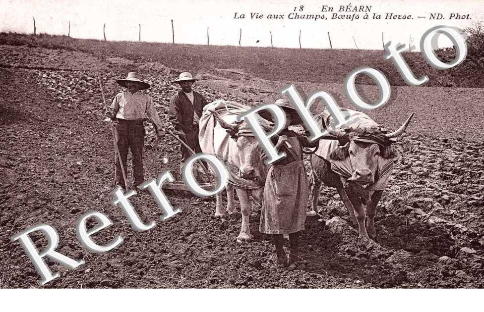 La vie aux champs Boeufs a la Herse