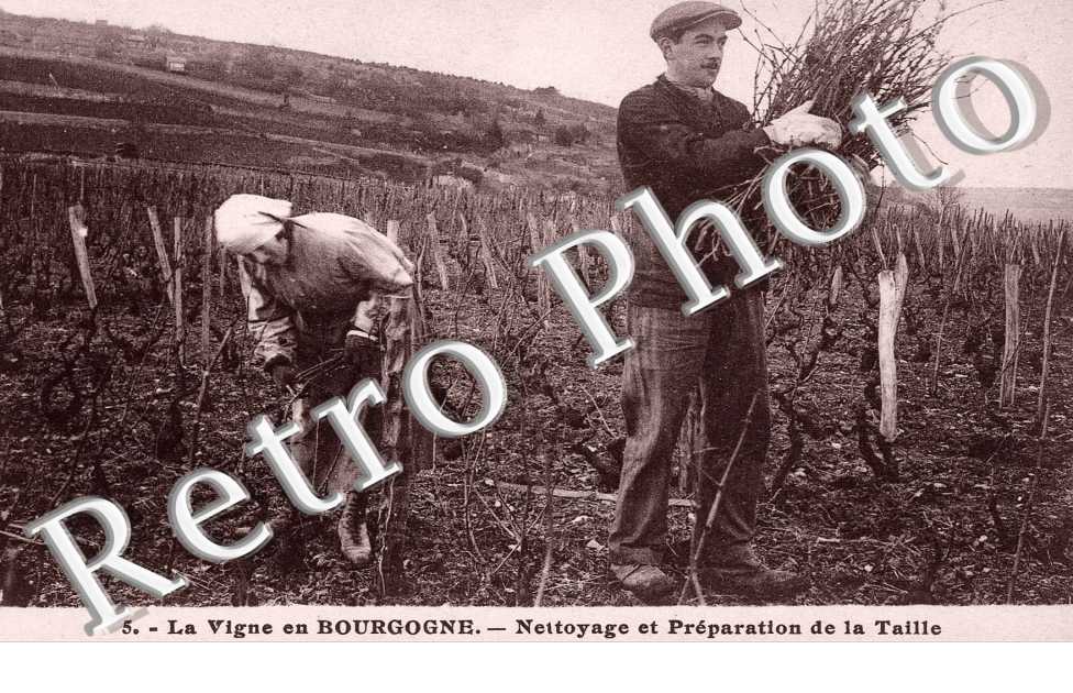 La Vigne, Nettoyage et Preparation de la Taille