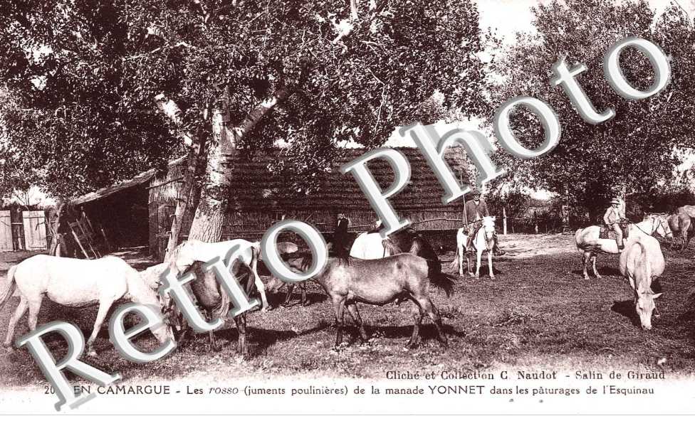 Les Rosso de la Manade Yonnet dans les paturages de l'Esquinau
