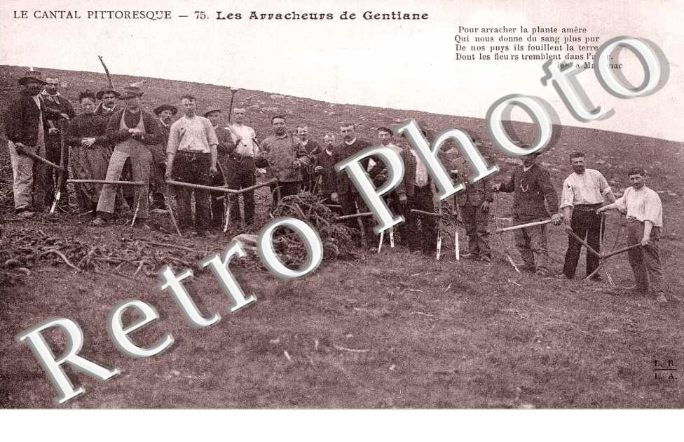 Les Arracheurs de Gentiane