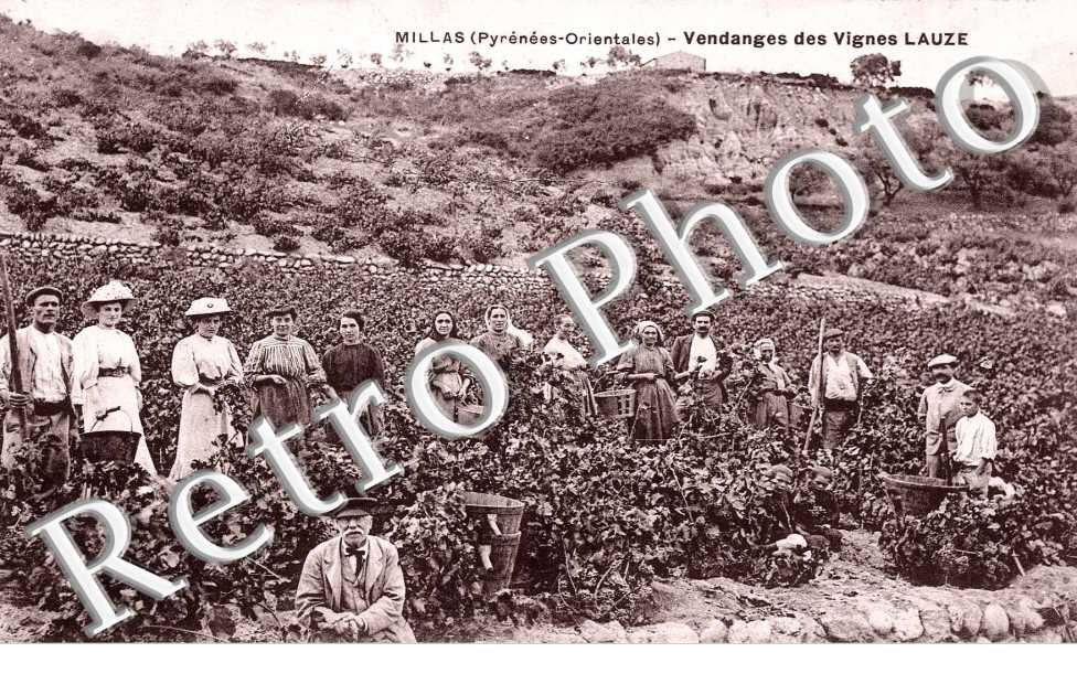 vendanges des vignes Lauze