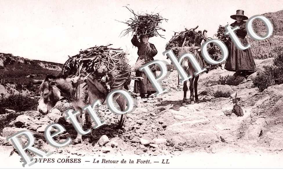 Le retour de la foret