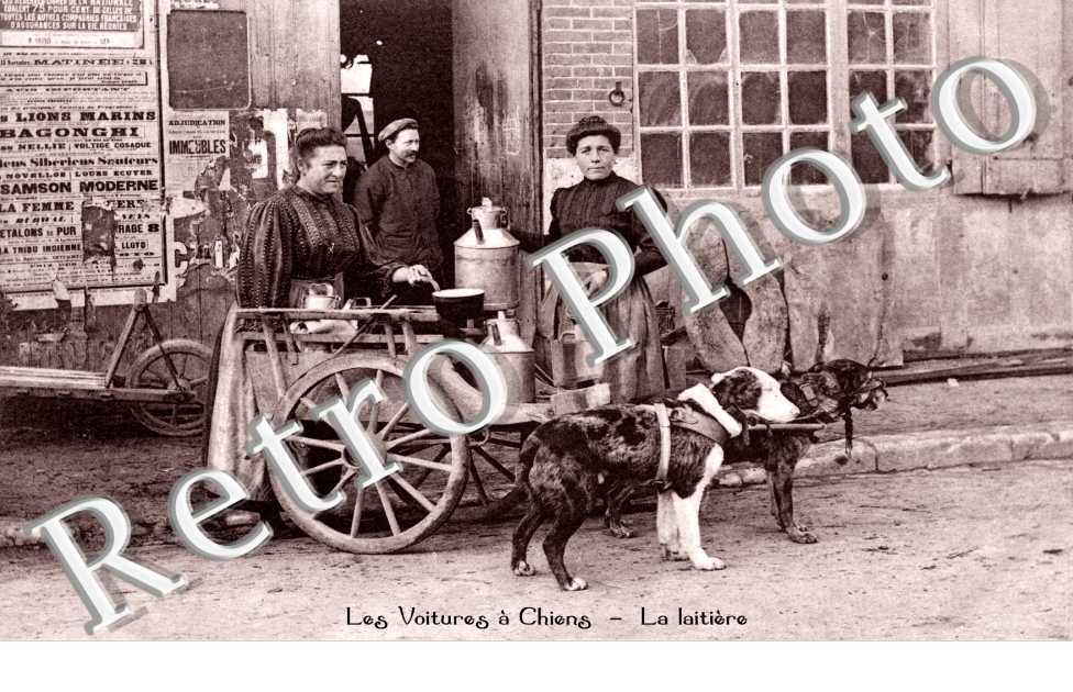voitures a chiens de la laitiere