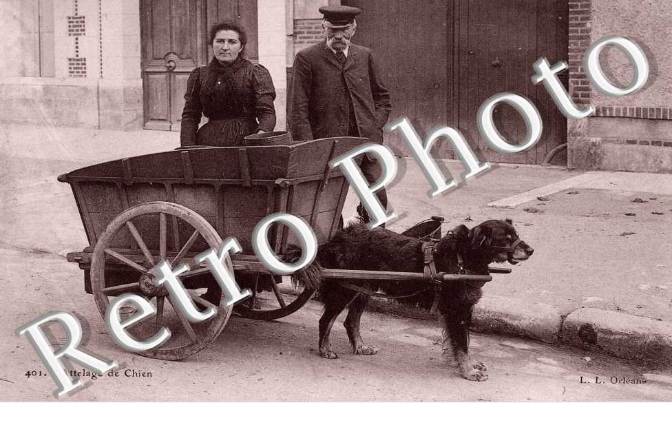 Attelage de chien
