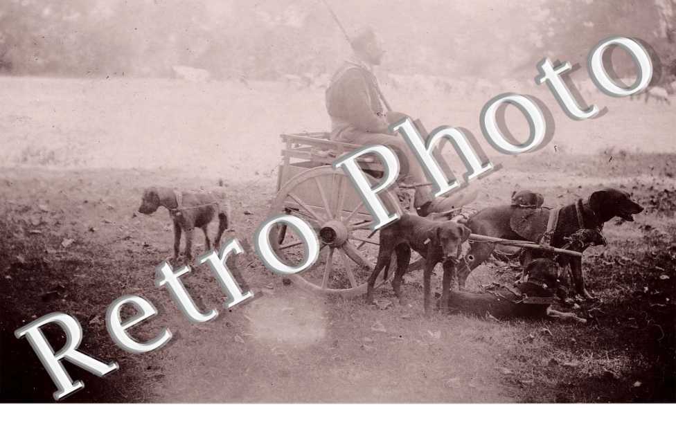 Attelage de chien 