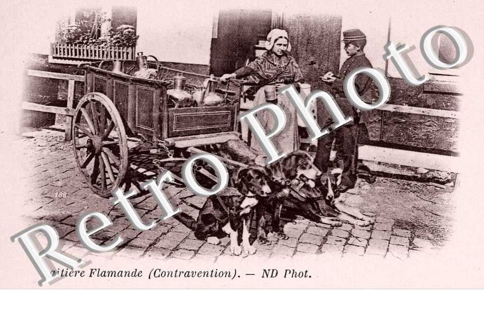 Attelage de chien  - laitiere flamande