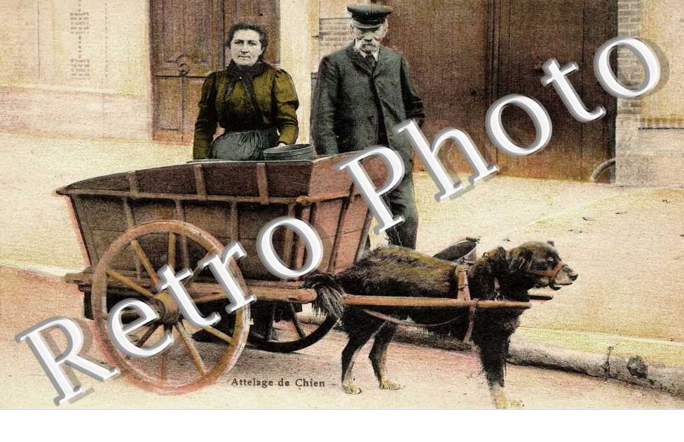 Attelage de chien  