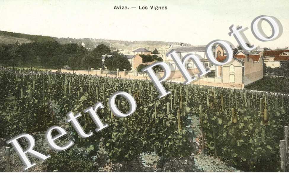 les vignes