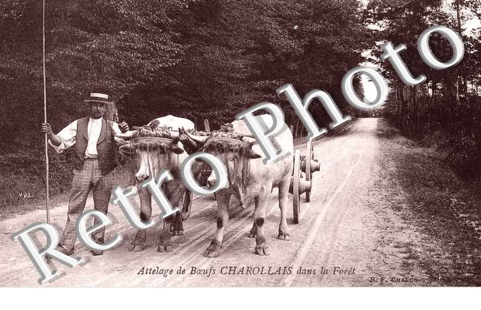 Attelage de Boeufs dans la Foret