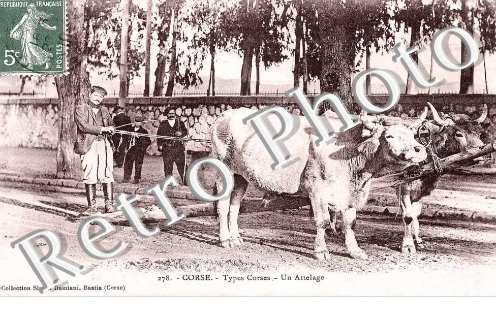 Types Corses - un attelage