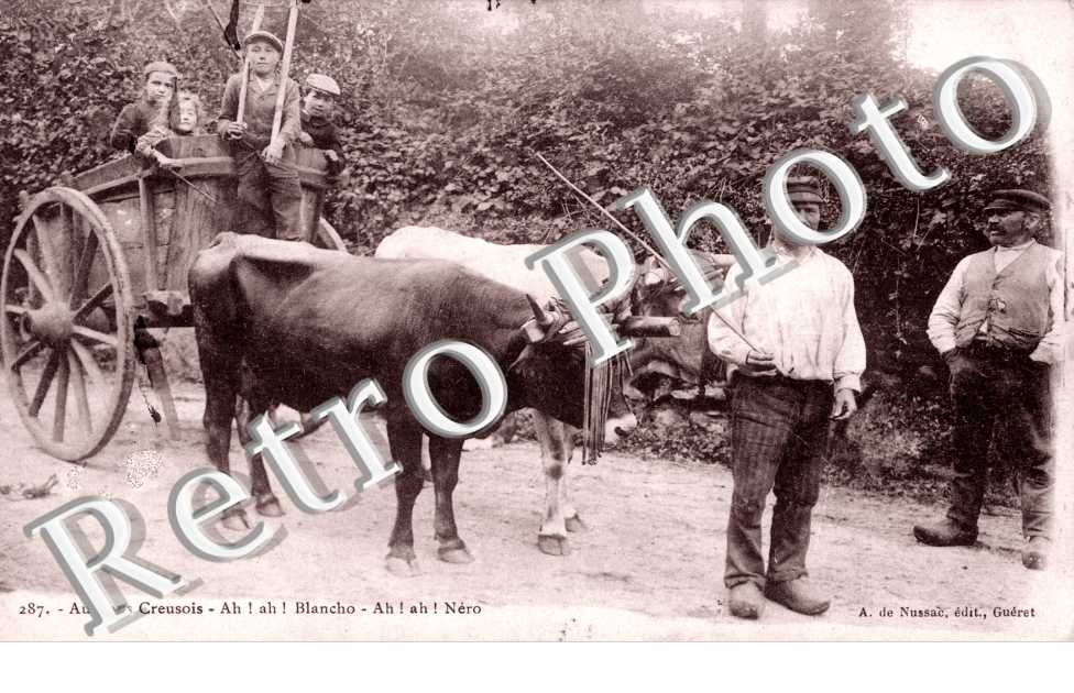 attelage de bovins