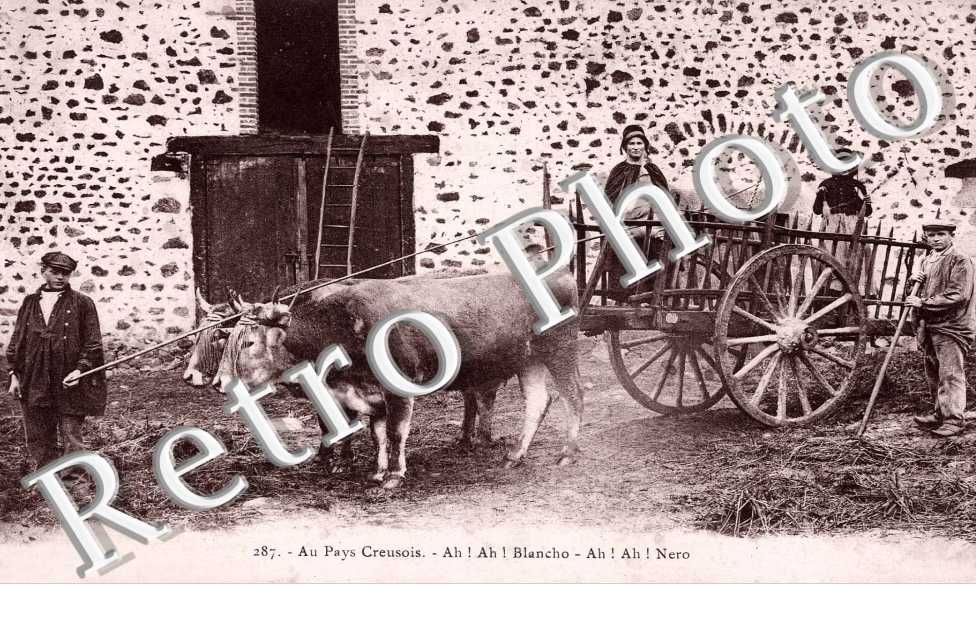 au pays creusois  attelage de bovins