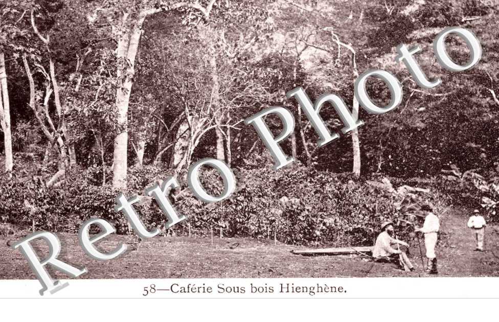 caferie sous bois hienghene