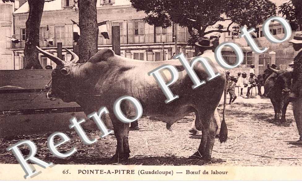 BOEUF DE LABOUR