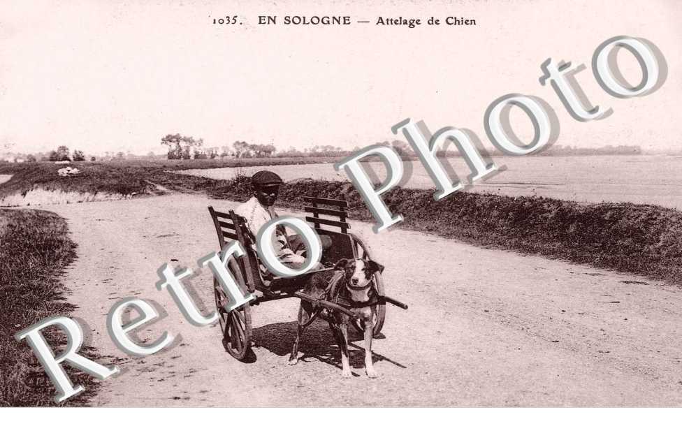 Attelage de Chien