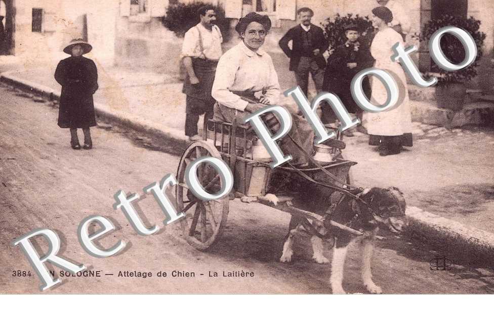 Attelage de chien  - la laitiere