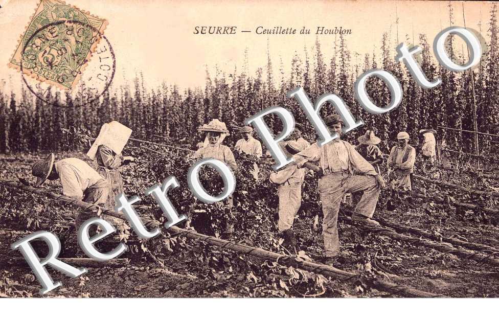 ceuillette du Houblon