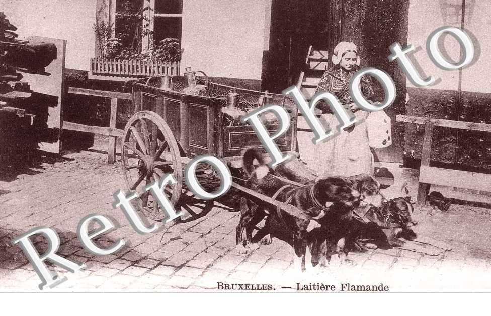 laitiere Flamande