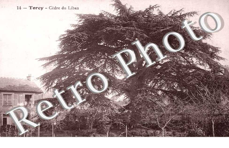 Cedre du Liban