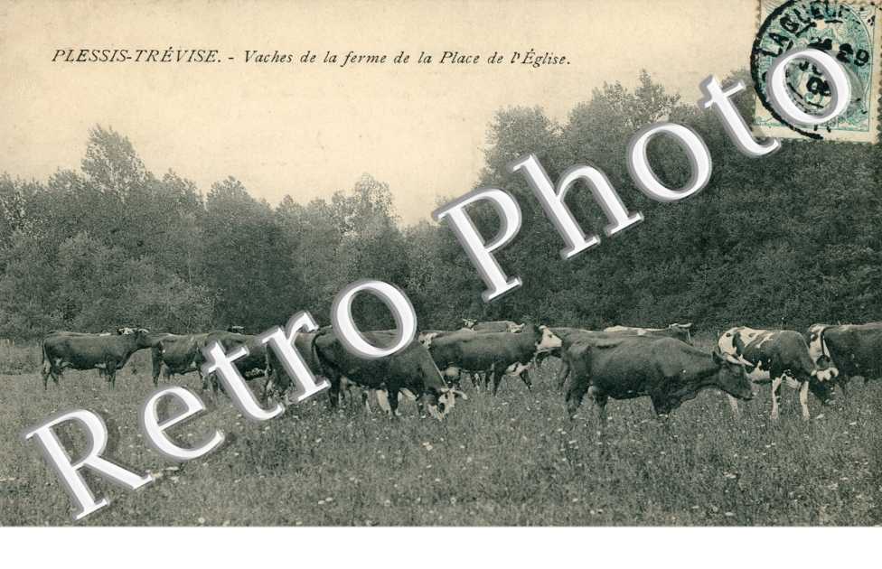 vaches de la ferme de la place de l'Eglise