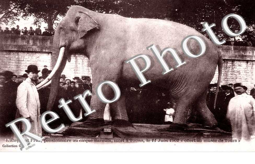 l'Eléphant Fritz mort à Tours le 11 Juin 1902 - Cirque Barnum