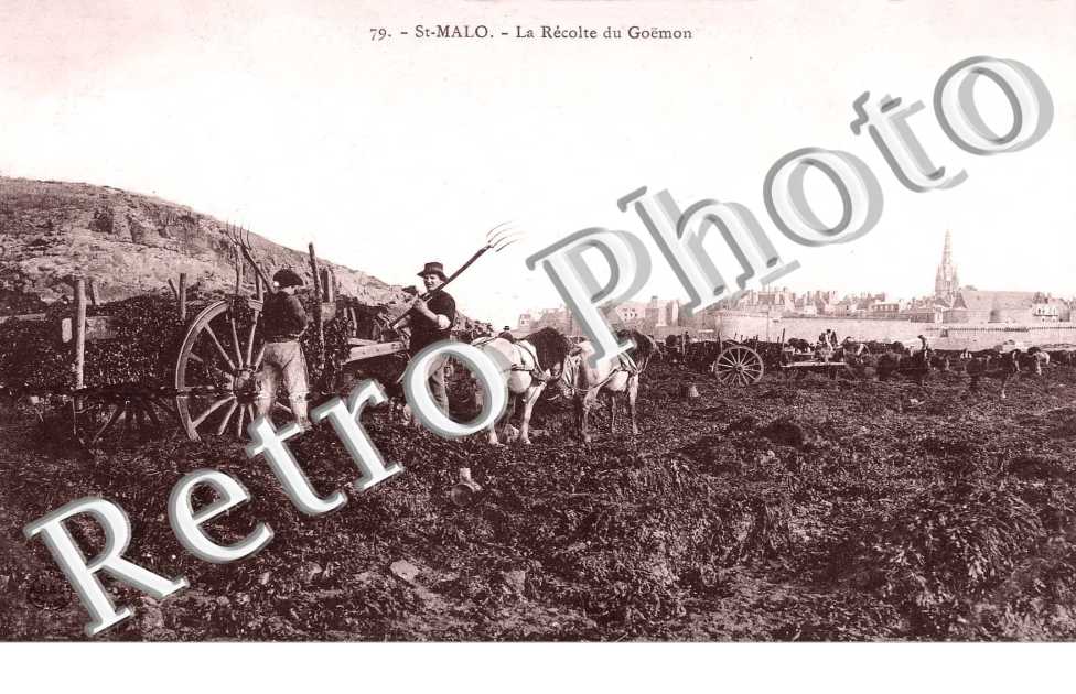 la recolte du Goëmon