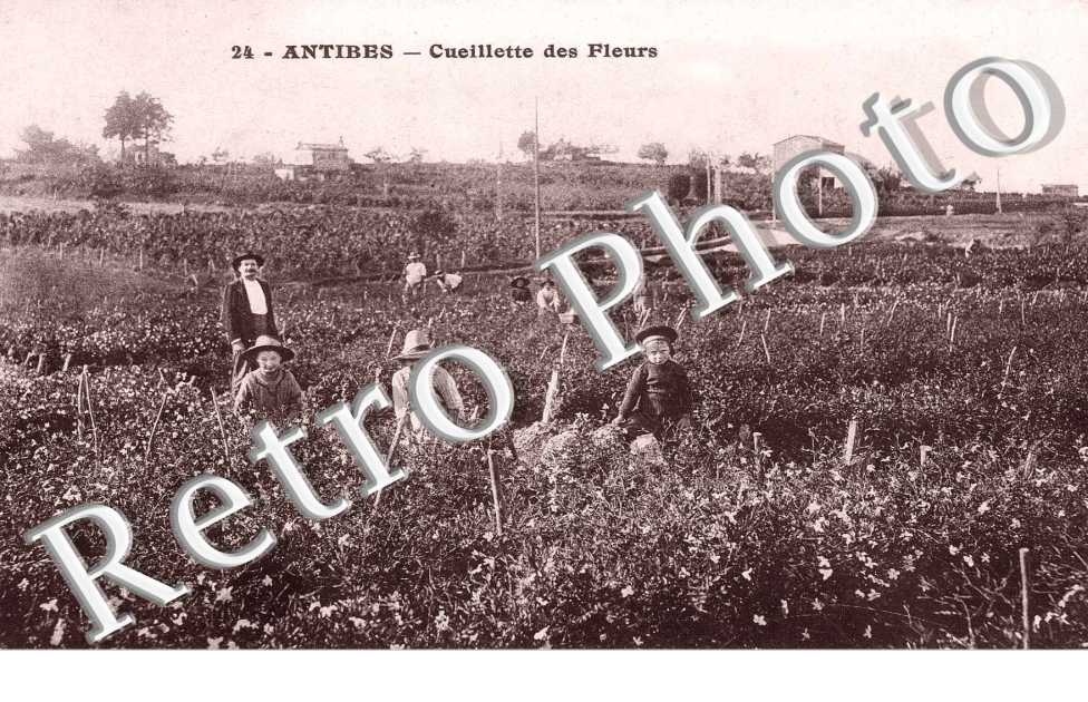 CUEILLETTE DES FLEURS