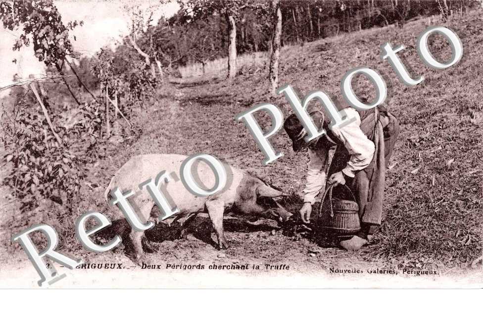 Deux Perigords cherchant la truffe