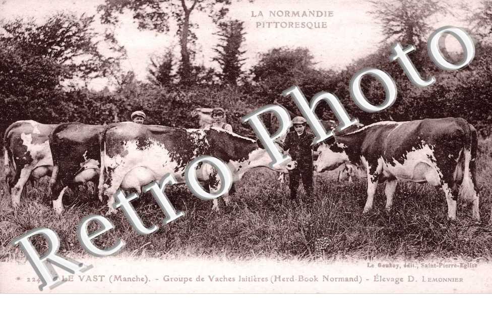 groupe de vaches laitieres (Herd-Book Normand)