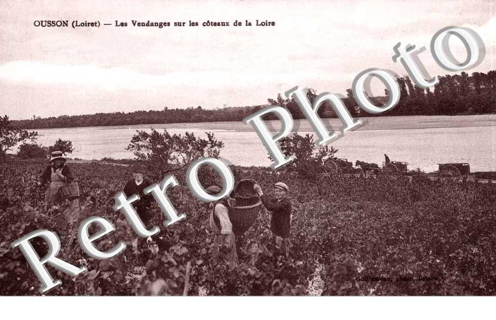 Les vendanges sur les coteaux de la Loire