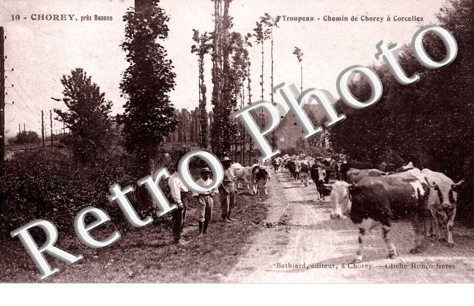 Troupeau   Chemin de Chorey a Corcelles